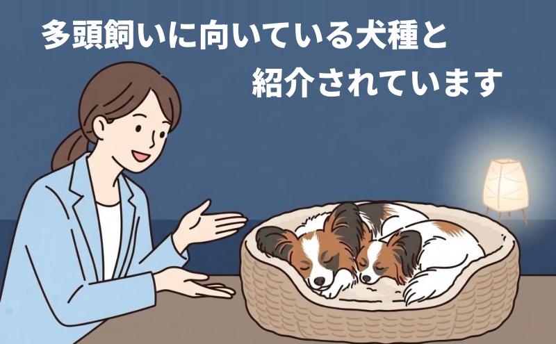 多頭飼いに向いている犬種として紹介されていると言う専門家