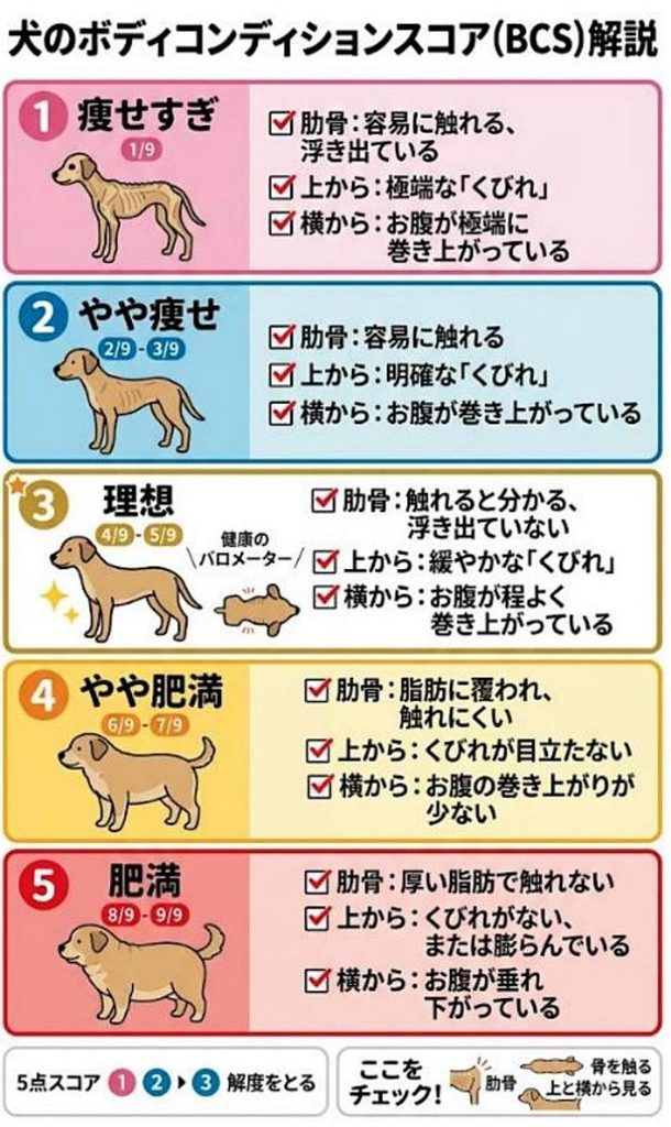 ボディコンディション（BCS)