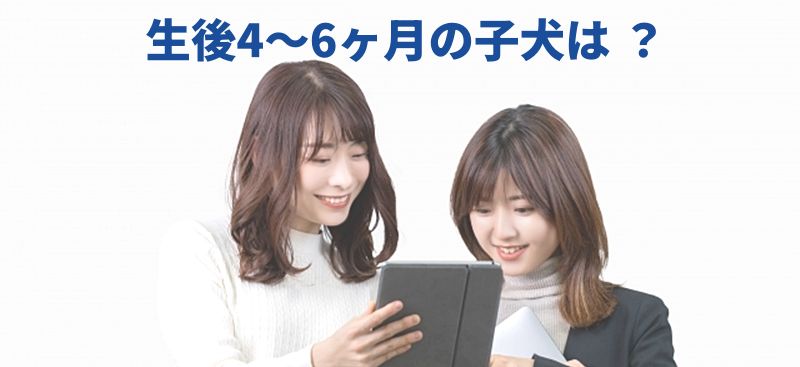 タブレットを囲む笑顔の女性 2 人を配置し、上部に「生後4〜6ヶ月の子犬は？」と書かれた青字見出しのバナー画像