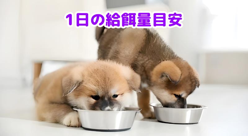 犬がフードを食べる様子