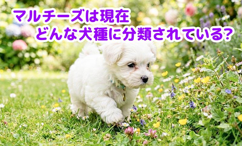 マルチーズ