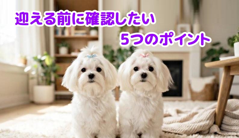 2匹のマルチーズ