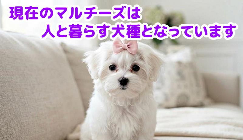 マルチーズ