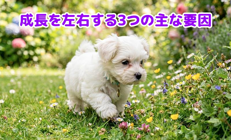 マルチーズ