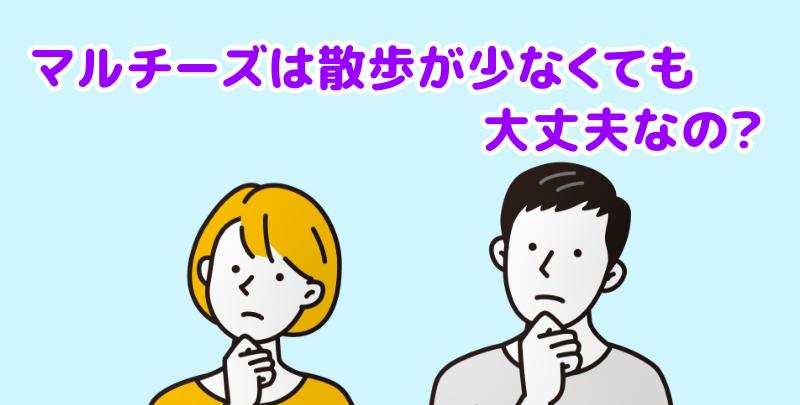 マルチーズは散歩が少なくても大丈夫なの？と言う男女