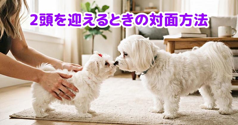 マルチーズ2頭を対面させる様子