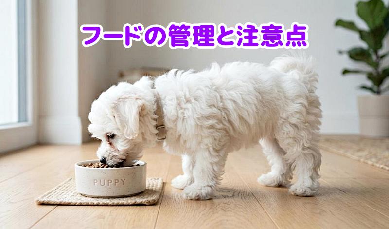 フードを食べるマルチーズ