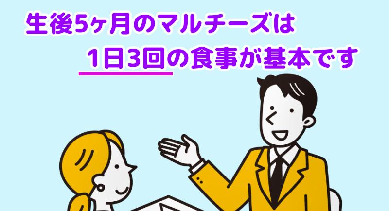 5ヶ月齢（生後5ヶ月）のマルチーズは、1日3回の食事が基本ですと言う専門家
