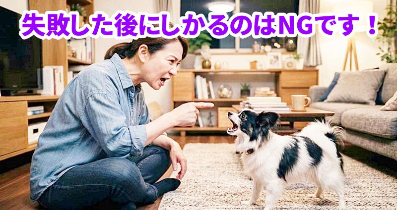 パピヨンがトイレを粗相したのでしかる飼い主