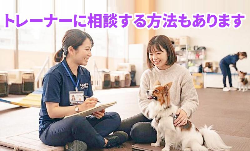 専門資格を持つドッグトレーナーに相談している飼い主とパピヨンの様子