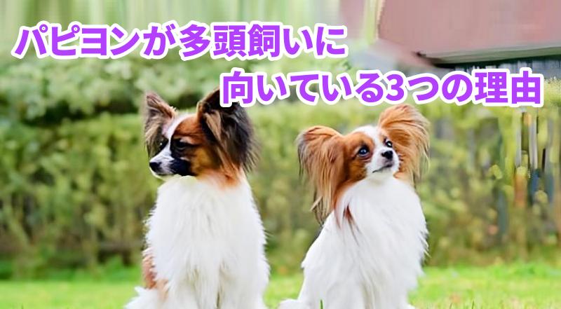 パピヨン