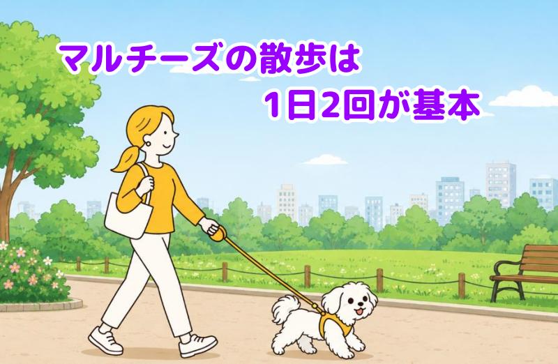 マルチーズを散歩させている女性の絵