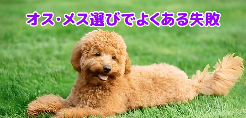 トイプードル