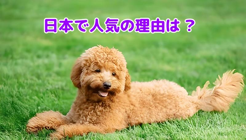 トイプードル