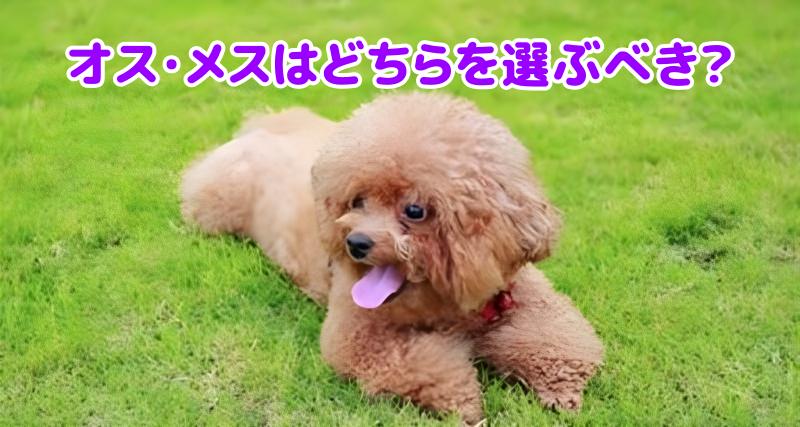 トイプードル