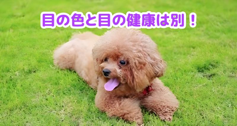 トイプードル