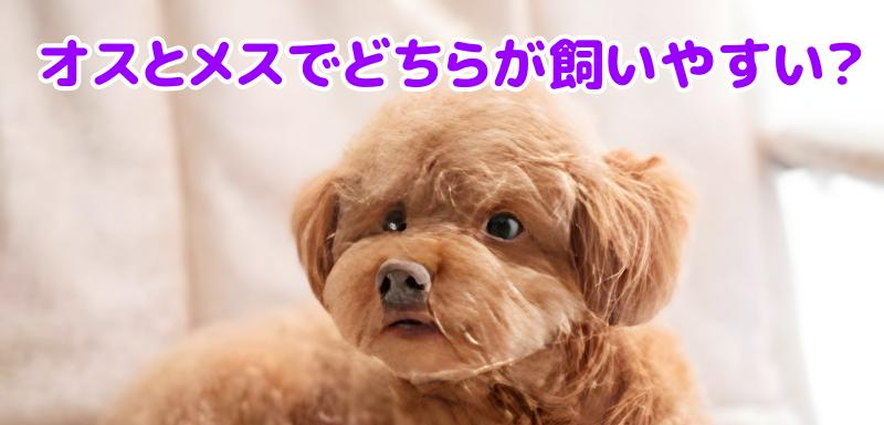 トイプードル
