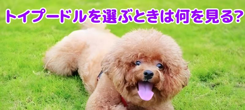 トイプードル