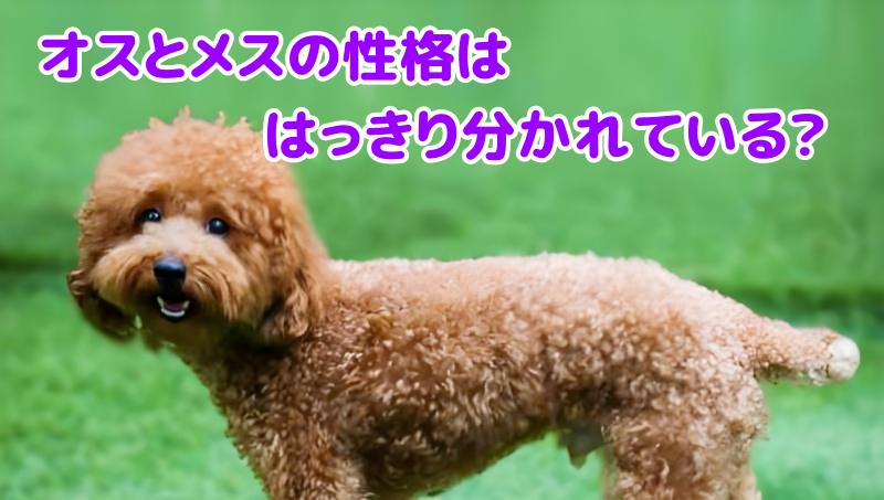 トイプードル