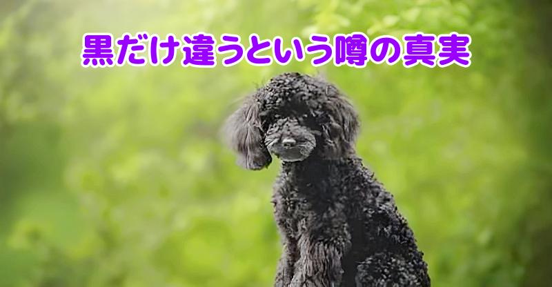 トイプードルの黒