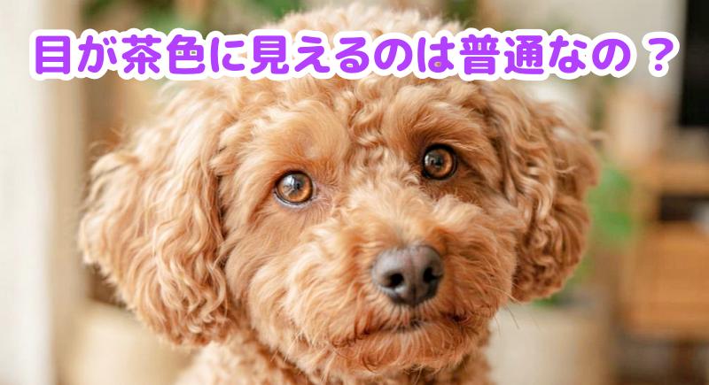 トイプードルの目が茶色く見える画像