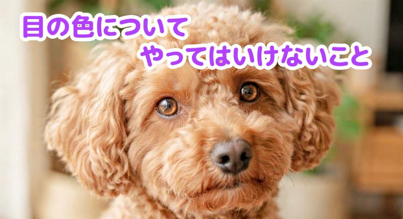 トイプードル