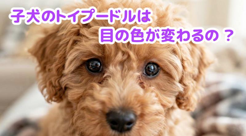 子犬のトイプードルの目