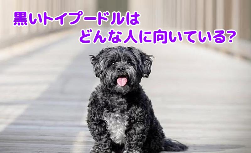 トイプードルの黒