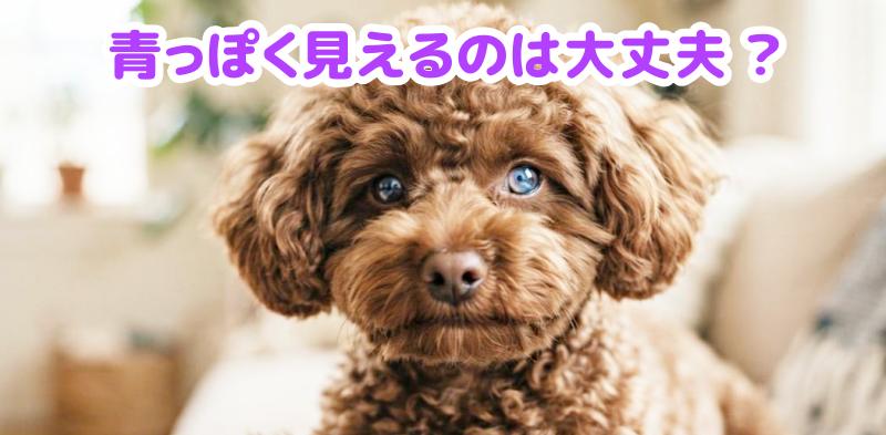 トイプードルの目が青っぽく見える画像