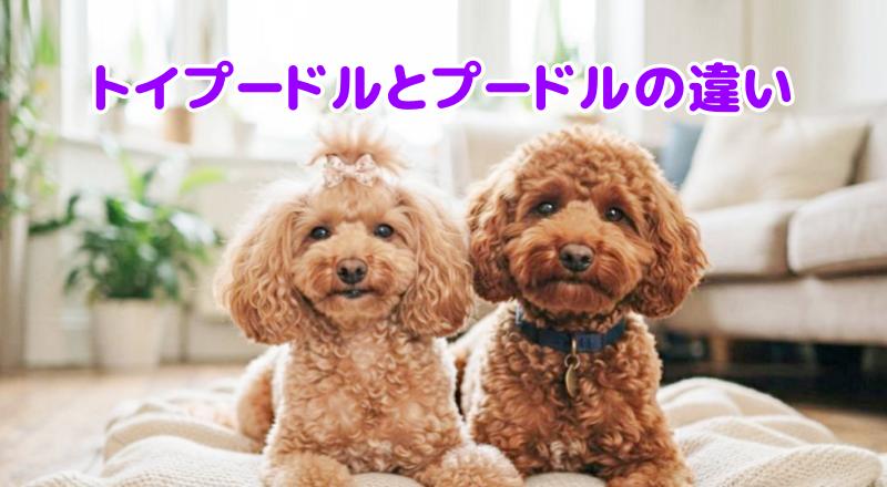 トイプードル