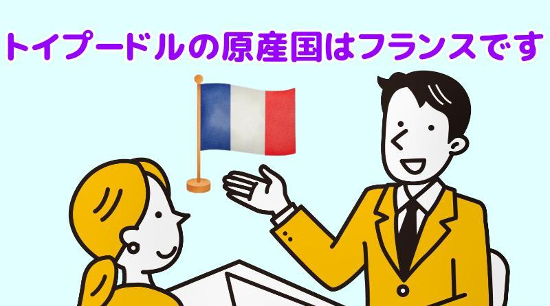 トイプードルの原産国はフランスですと説明する専門家