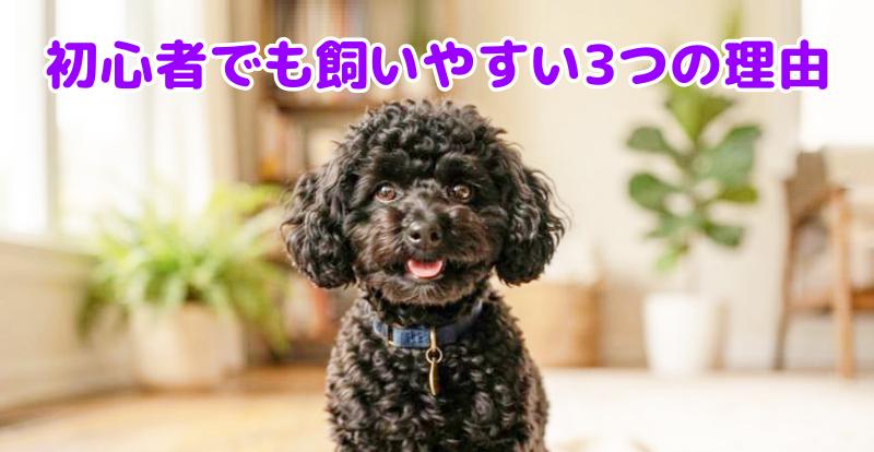 トイプードルの黒