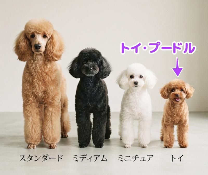 スタンダード・ミディアム・ミニチュア・トイの4サイズ比較画像