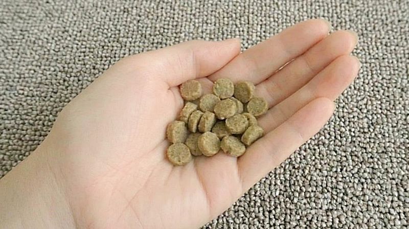 手のひらに乗せたフードの粒の大きさを確認している様子