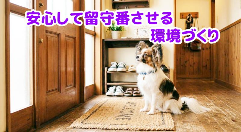 留守番しているパピヨンの様子