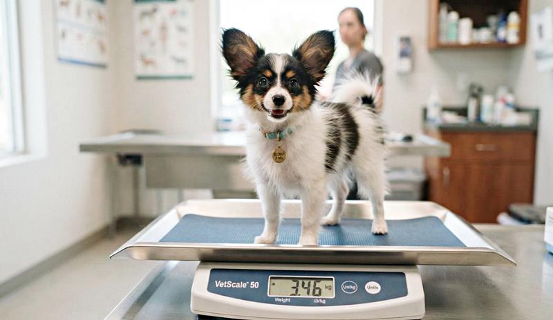 生後5ヶ月前後のパピヨン子犬が体重計に乗っている画像