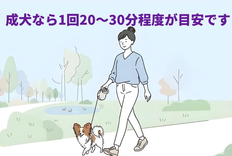 女性がパピヨンを散歩させているイラスト
