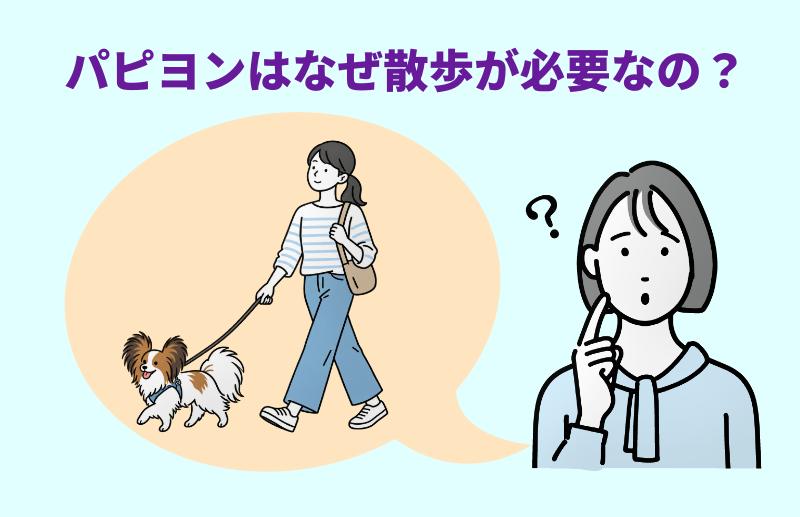パピヨンはなぜ散歩が必要なの？と言う女性