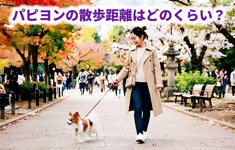 パピヨンを散歩させている女性の画像