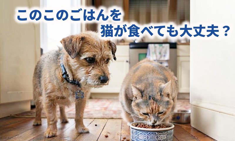 このこのごはんを猫が食べている様子