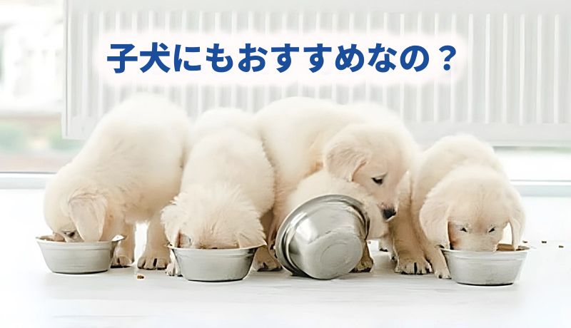 子犬がこのこのごはんを食べている様子の画像