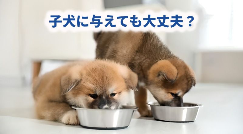子犬がこのこのごはんを食べている様子