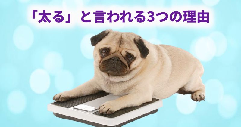 「太る」と言われる3つの理由というテキストと、体重計に乗ったパグの画像