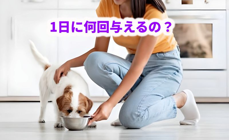 「1日に何回与えるの?」というテキストと、愛犬にフードをあげる飼い主の様子