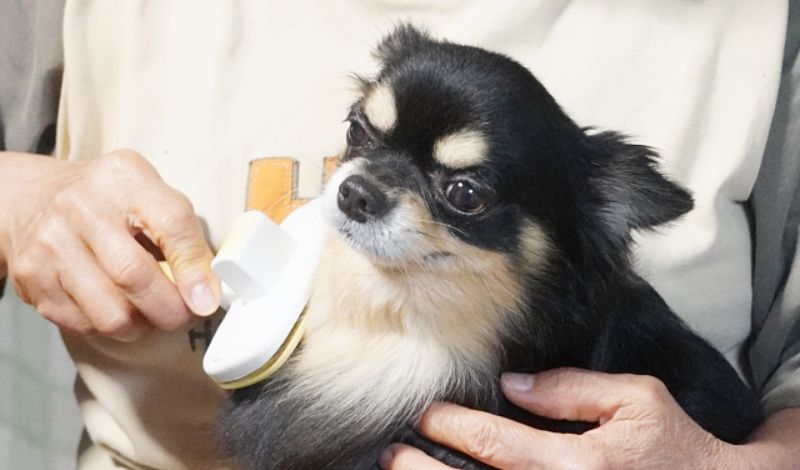 チワワの毛のお手入れ。飼い主がブラシで優しくブラッシングしている画像