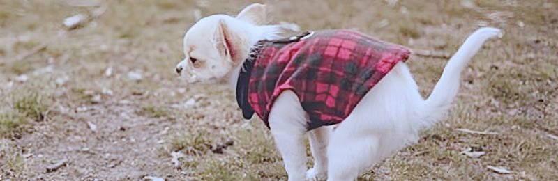 犬のトイレ(排泄)の様子。散歩中に屋外で用を足す白い小型犬