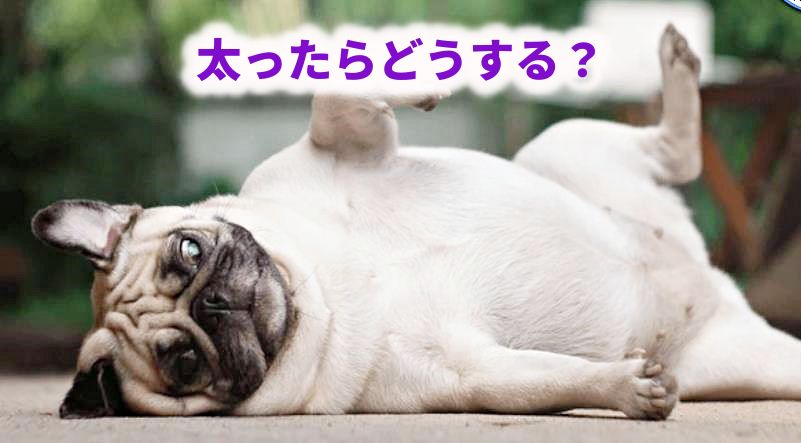 愛犬が太ったらどうする？愛犬の体重増加や肥満対策に関する疑問を解説する記事のイメージ画像（仰向けで寝転がるパグ）
