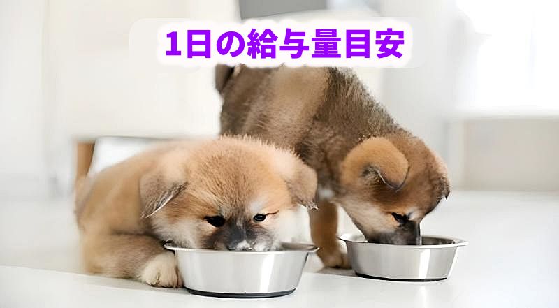 1日の給与量の目安を解説する、フードボウルで食事をする子犬たちのイメージ画像