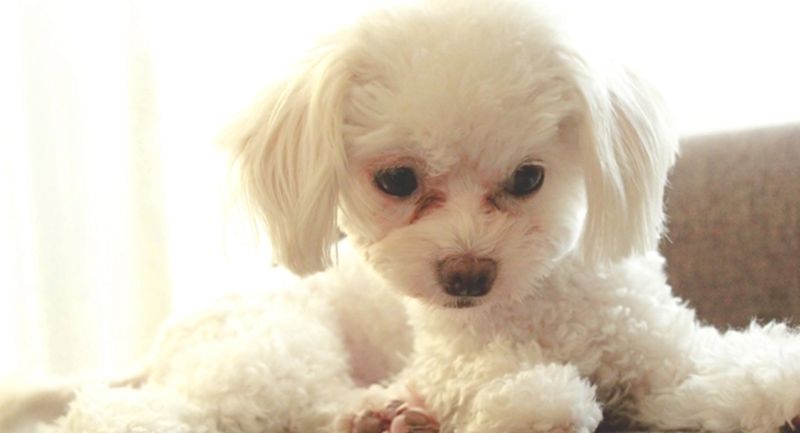 トイプードルの涙やけの様子。白い毛並みの犬が室内でくつろいでいる画像