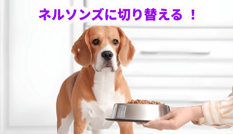 「ネルソンズに切り替える!」というテキストと、フードを見つめるビーグルの様子